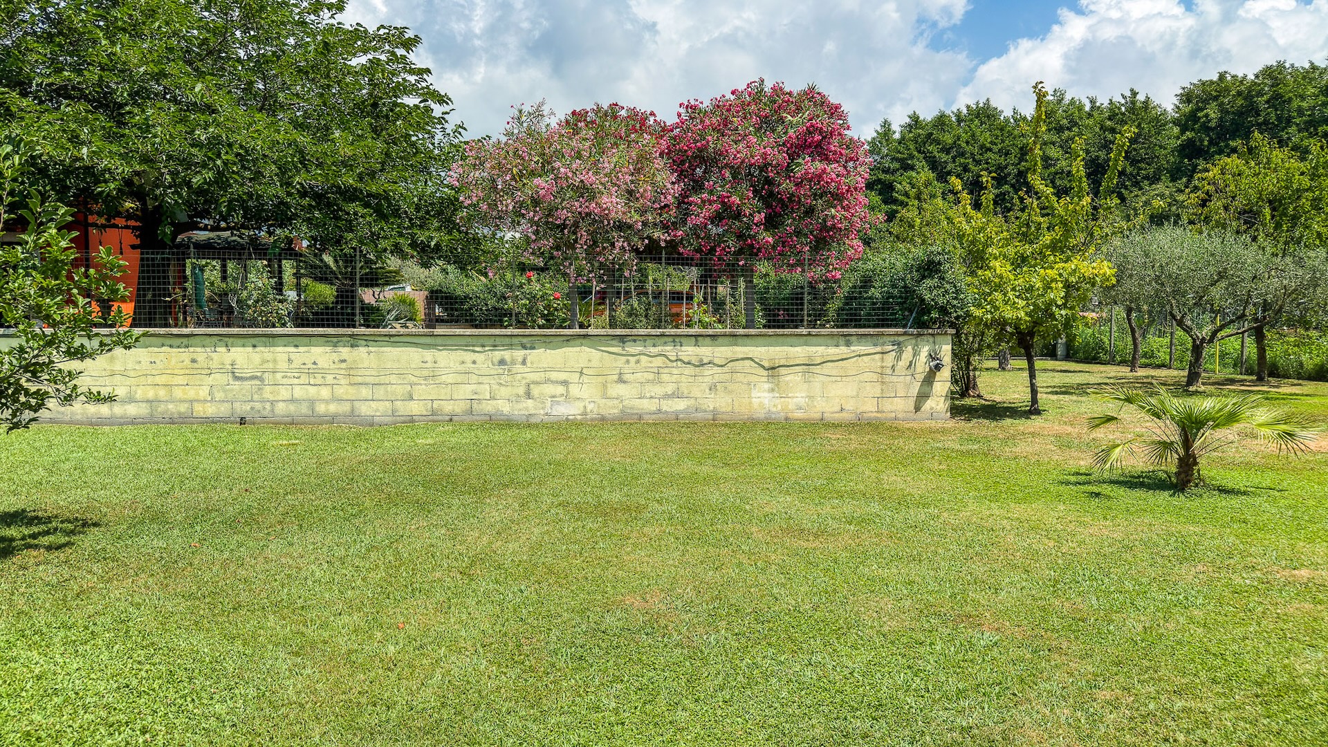 Giardino con oleandri in fiore lungo il muro di confine